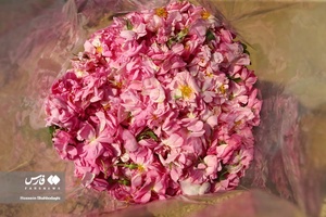 برداشت گل محمدی از مزارع قم