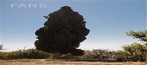 سرو تاریخی بیزه در سبزوار