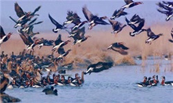 تالاب