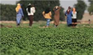کشاورزی
