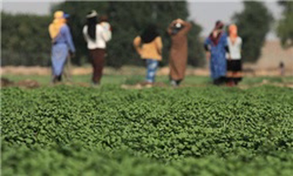 کشاورزی