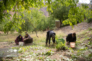 کرمان رصد