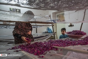 خشک کردن گیاه گل گاوزبان به شیوه طبیعی توسط همسر حاج ابراهیم. گیاه گل گاوزبان هر رو و بلافاصله پس از برداشت باید خشک شود.