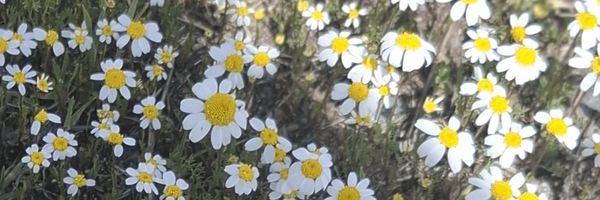 تصویر سربرگ نمایه‌ی ‌مریم ایمانی‌