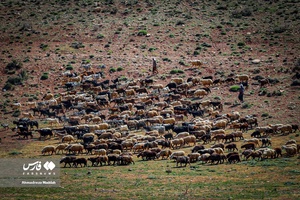 کوچ بهاره «عشایر فارس»