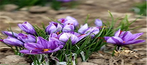 مزرعه زعفران در تریت حیدریه