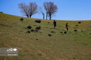 طبیعت «کول میشان»