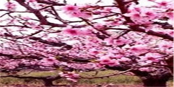 شکوفه های بهاری
