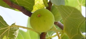 انجیر گلوگاه