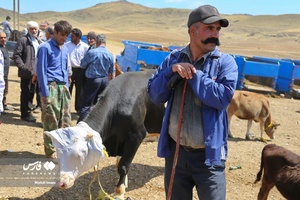میدان دواب اهر در آستانه عید سعید قربان