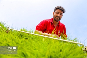 آغاز «نشاء مکانیزه برنج» در ساری