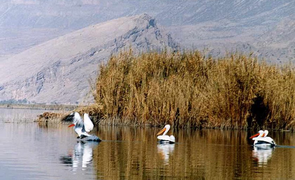 پریشان.