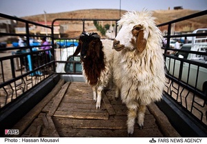 بازار خرید و فروش دام در آبدانان