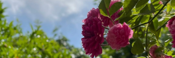 تصویر سربرگ نمایه‌ی ‌🍃بهاری ترین دختر پاییز🍁‌