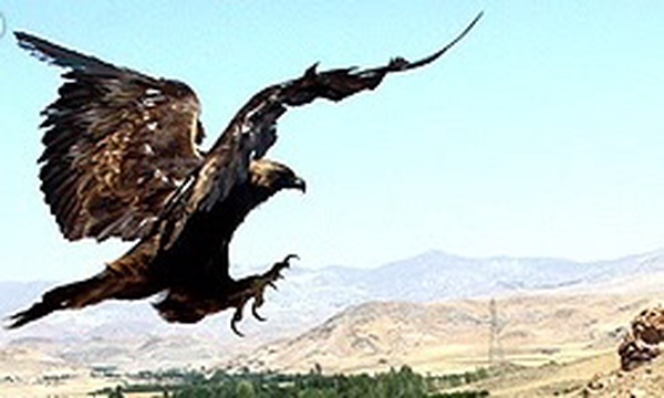 رها سازی عقاب طلایی توسط محیط بانان در اهر