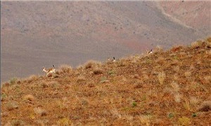 محیط زیست