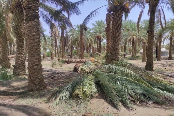 خرما