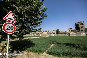 برنج‌کاری در شهر اصفهان