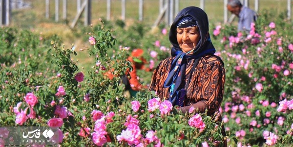گل محمدی