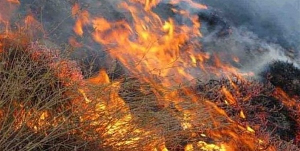 آخرین جزئیات از آتش سوزی در ارتفاعات فارس/ آتش سوزی به طور کامل مهار شد