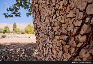 سرو تاریخی بیزه در سبزوار
