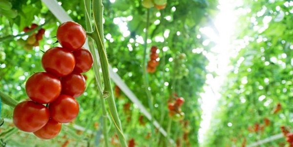 کشت گلخانه ای