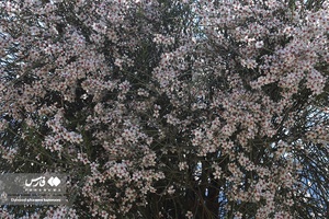 روستای الیف در شهر کمارج کازرون