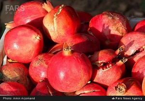 انار باغات نی ریز استان فارس