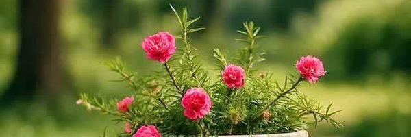 تصویر سربرگ نمایه‌ی ‌Someiyer Asgari‌