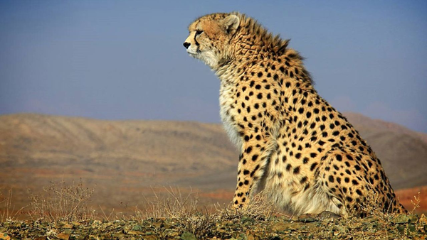 یوزپلنگ