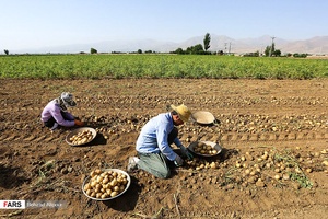 برداشت سیب‌زمینی که از اوایل تیرماه در استان همدان آغاز شده است.