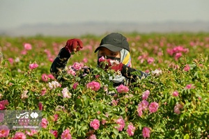 برداشت گل محمدی از مزارع قم