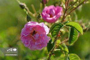 برداشت گل محمدی از مزارع قم