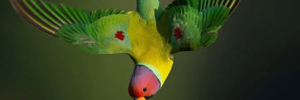 تصویر سربرگ نمایه‌ی ‌Somayeh Ahmadi‌