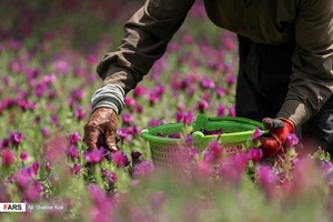 برداشت گل گاو زبان در گیلان