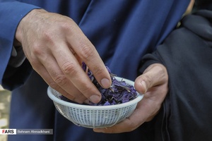 حاج ابراهیم قصد دارد مقداری از گل‌گاوزبان خشک شده و تازه را برای پذیرایی از عکاس دَم کند.