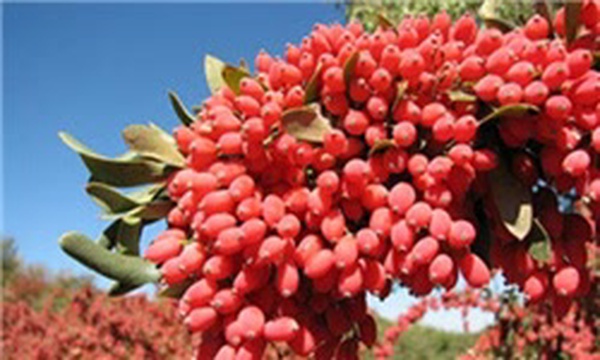 زرشک