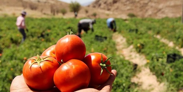 گوجه