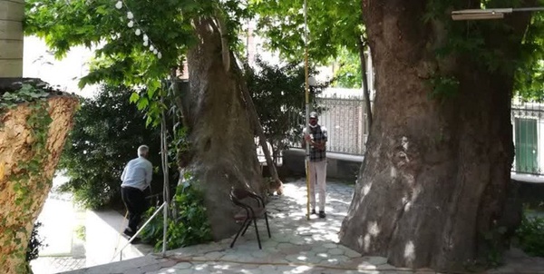 درخت ملی 