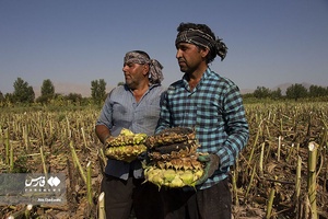 خوی شهر آفتابگردان ها
