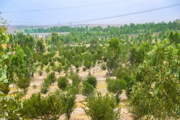 بوستان جنگلی قم