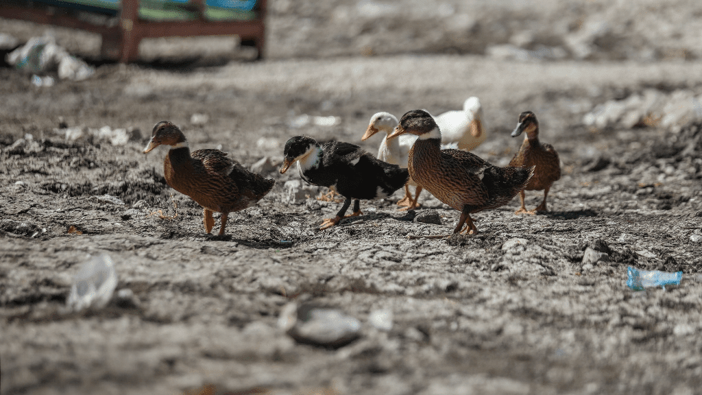 آب «چغاخور» که برگشت، تازه قصه شروع می‌شود