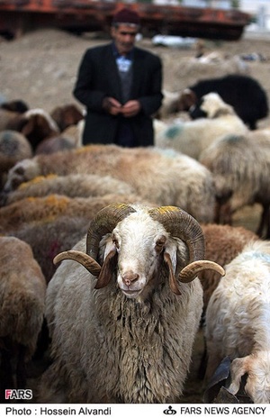 فروش دام به مناسبت عید قربان در همدان