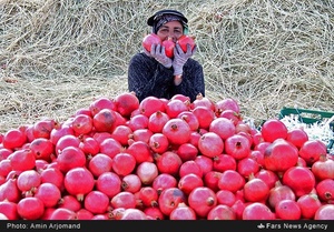 بسته بندی انار در باغات نی ریز استان فارس