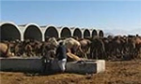 هویت دام ها