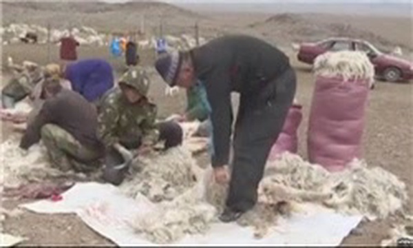 سنت بز تراشی