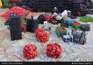بسته بندی انار در باغات نی ریز استان فارس