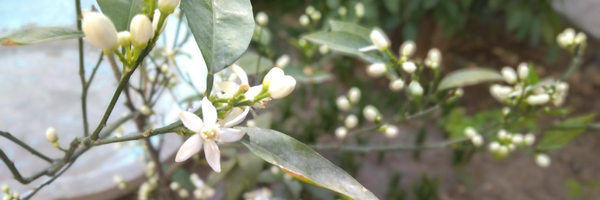 تصویر سربرگ نمایه‌ی ‌ولی فقیه جهانی‌