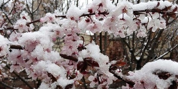 سرمازدگی