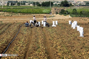 برداشت سیب‌زمینی که از اوایل تیرماه در استان همدان آغاز شده است.